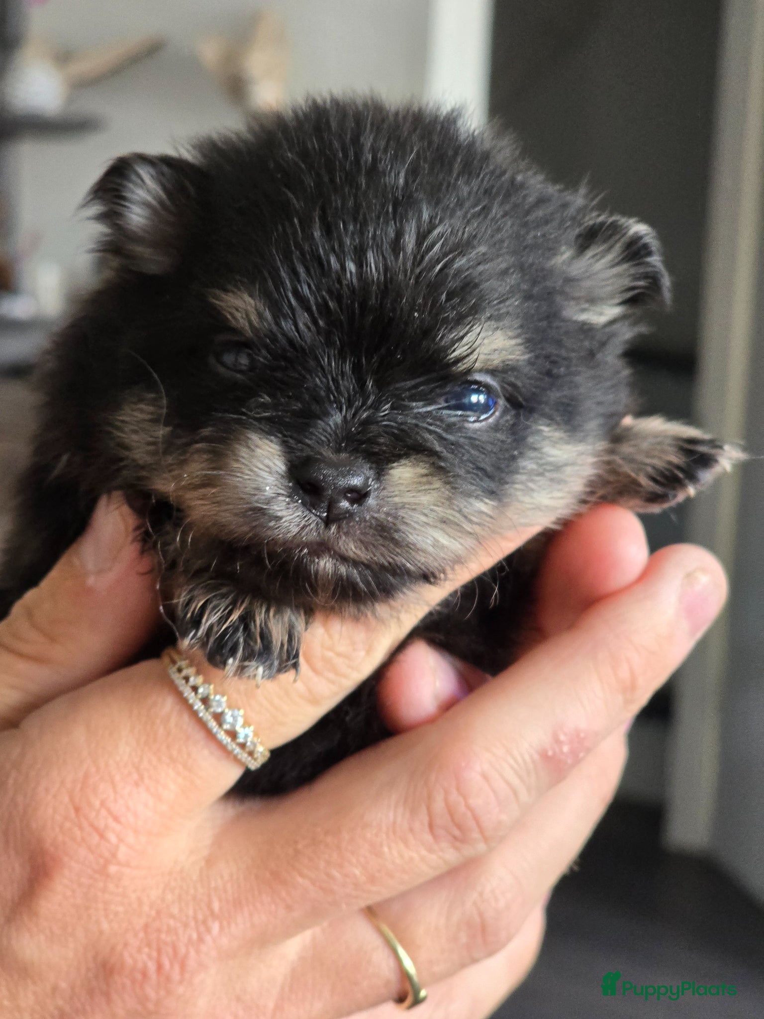 Pomeriaan honden te koop: Te koop prachtige Black and ten pomeriaan pups in Veenendaal - Advertentie 1