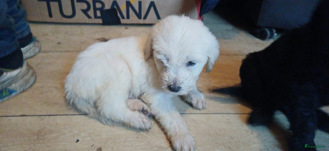 Kruising honden te koop: Ben jij het baasje van een van deze mooie puppy's? - Advertentie 22