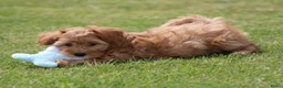 Maltipoo honden te koop: Lieve Maltipoo teefje zoekt haar gouden mandje - Advertentie 8
