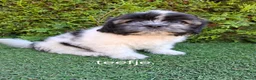 Malshi honden te koop: Zeer mooie speelse boomer pups.  - Advertentie 2