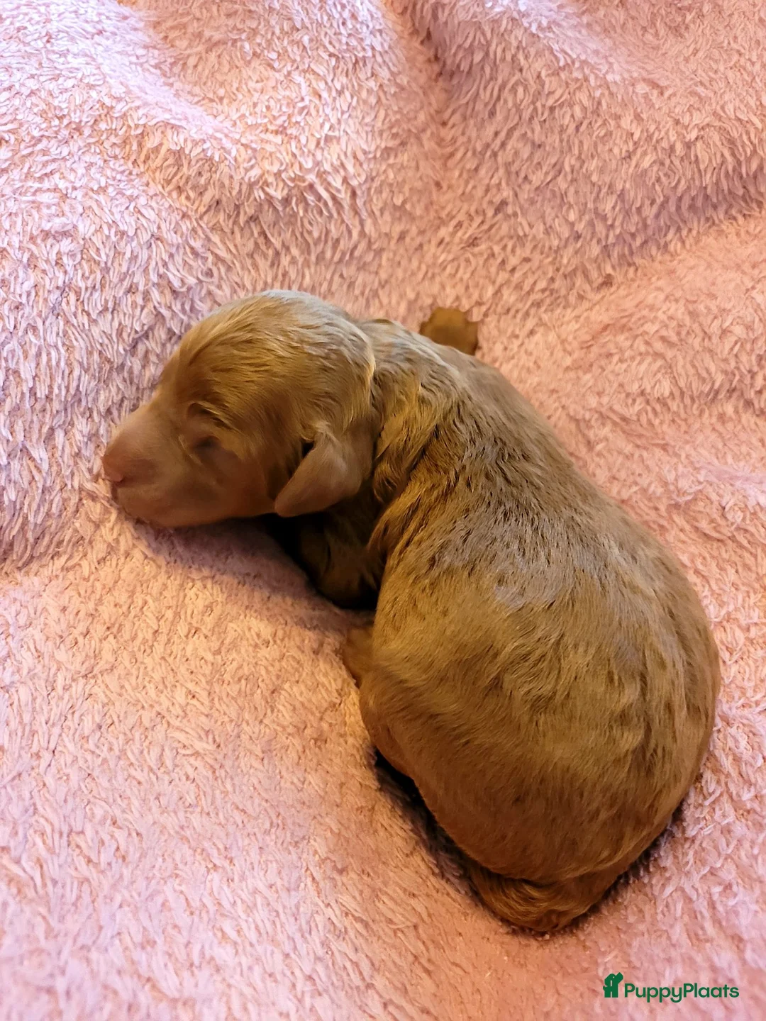 Kruising honden te koop: mini labradoodle pups - Advertentie 13