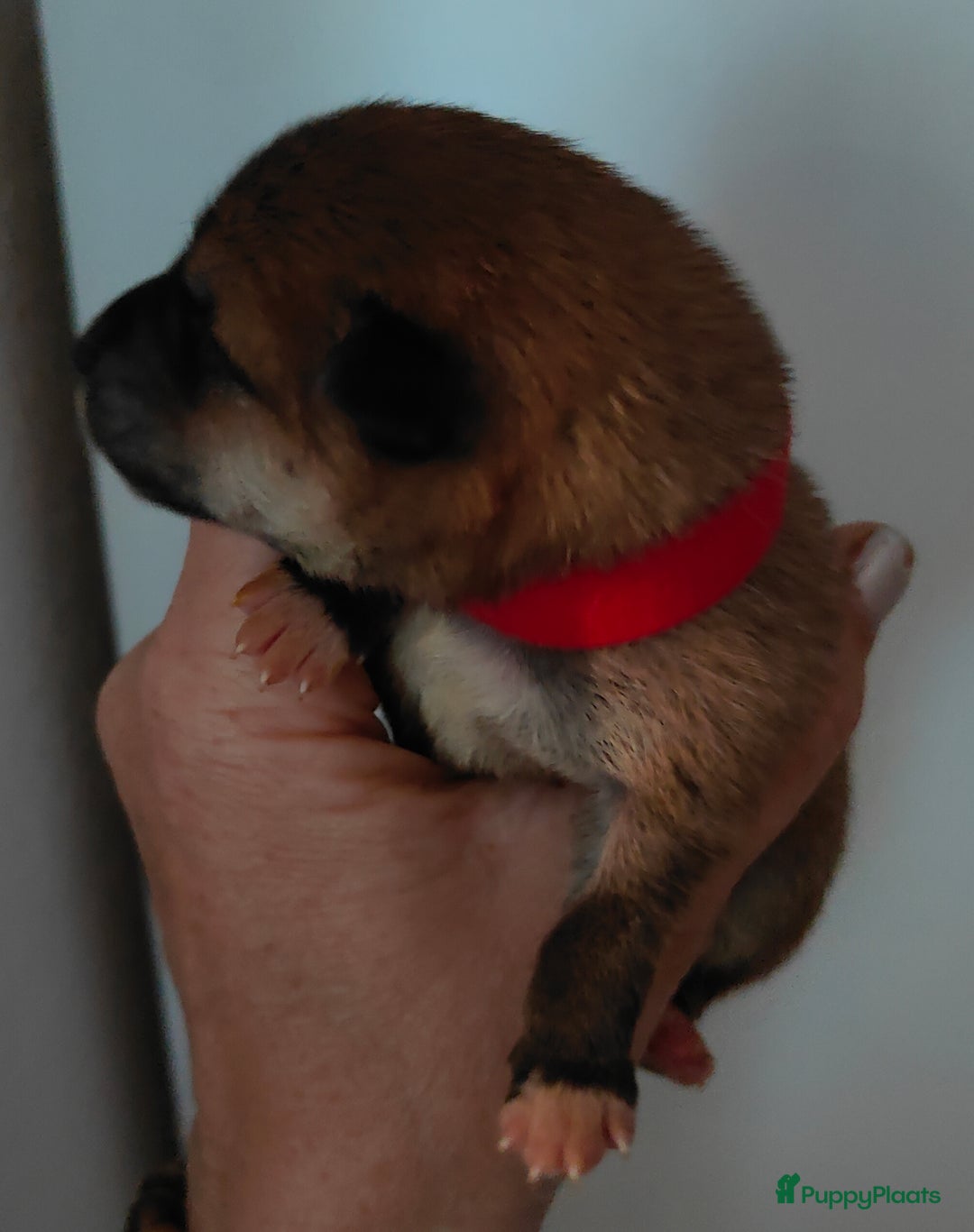 Shiba honden te koop: Shiba Inu pups met FCI stamboom - Advertentie 18