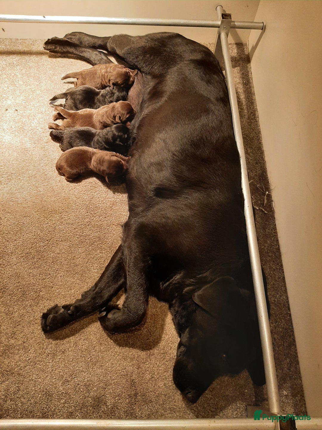 Labrador Retriever honden te koop: Labrador Retriever pups met stamboom - Advertentie 10