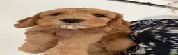 Australian Labradoodle honden te koop: Australian Labradoodle pups van geteste ouders - Advertentie 11