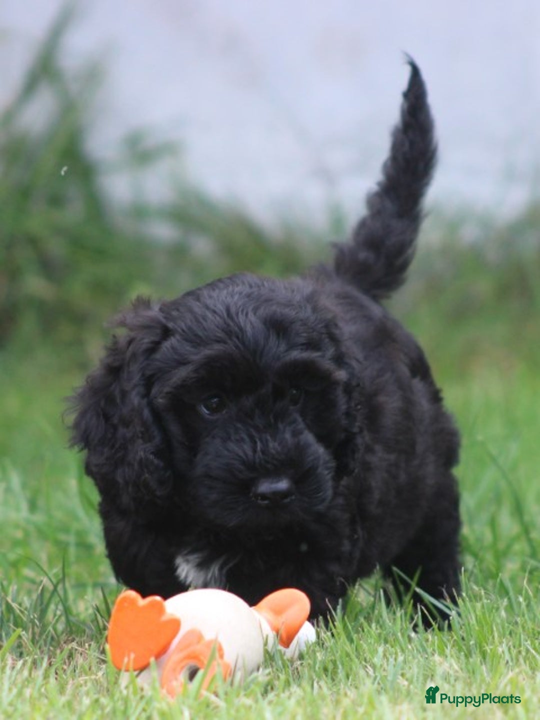Cockapoo honden te koop: Cockapoo pups - Afbeelding 17