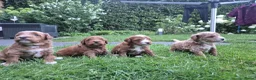 Australian Labradoodle honden te koop: Prachtig lieve mini labradoodle pups  - Advertentie 5