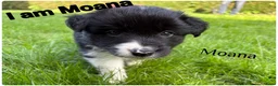 Border Collie honden te koop: Border collie pups  - Advertentie 7