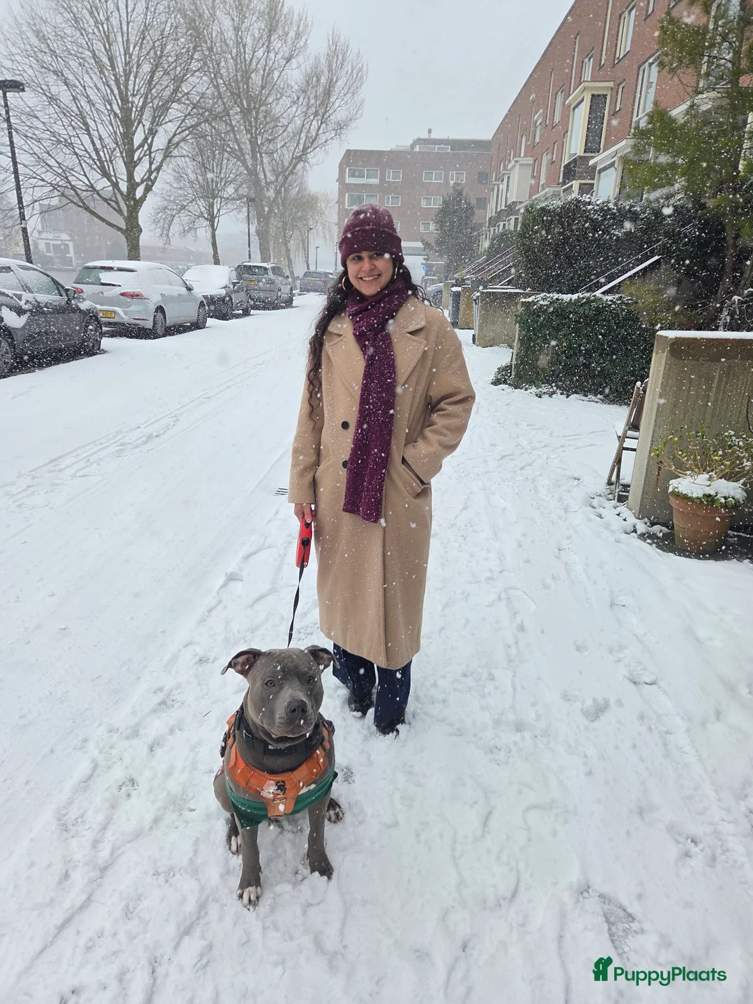 American Staffordshire Terriër honden ter dekking: Amerikaanse Stafford Sniper - Advertentie 5