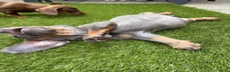 Teckel (korthaar)  honden te koop: Kaninchen x dwerg teckel - Advertentie 9