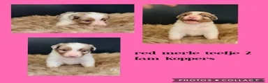 Australian Shepherd 2