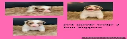 Australian Shepherd honden te koop: Mooie Australian Shepherd pups - Advertentie 16