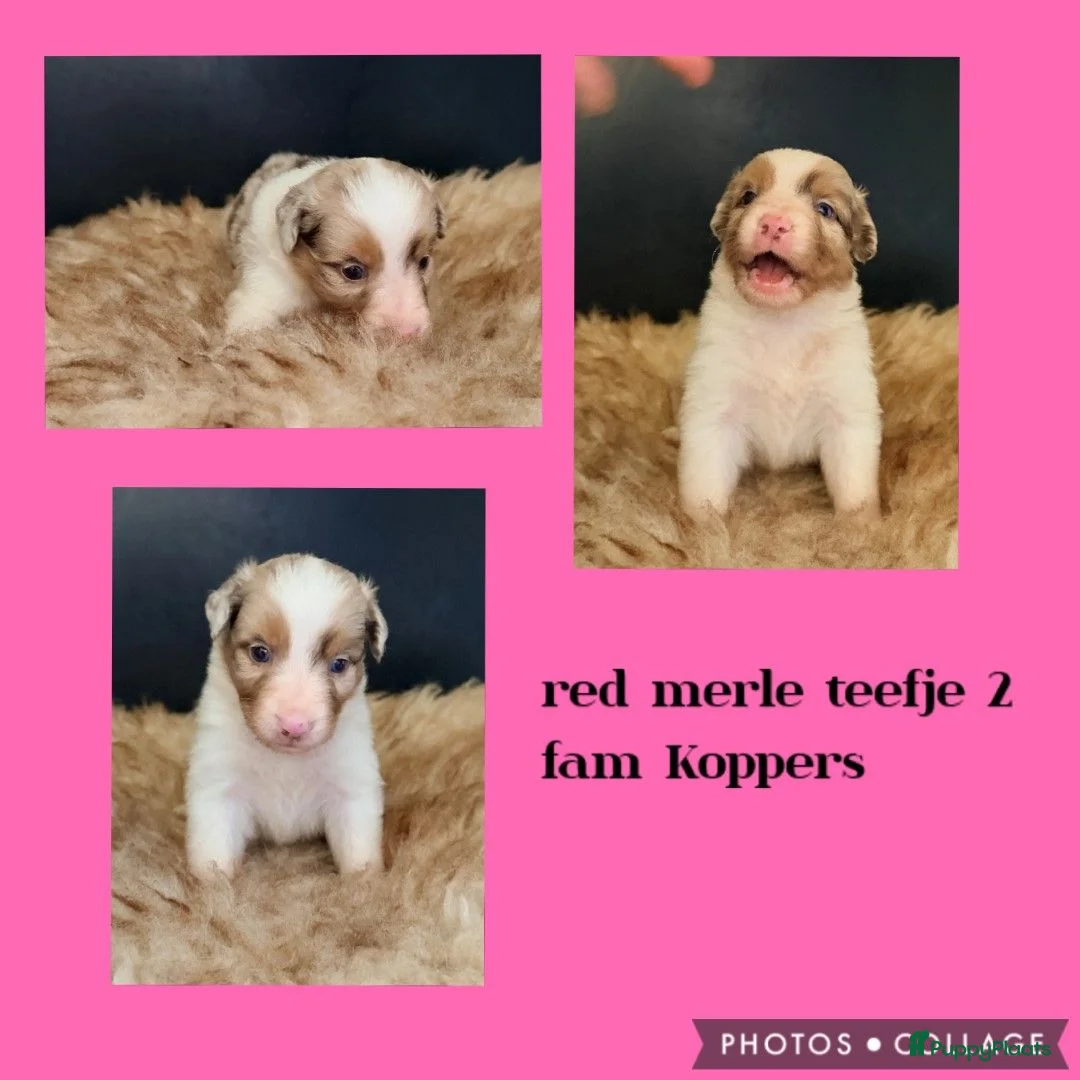 Australian Shepherd honden te koop: Mooie Australian Shepherd pups - Advertentie 2