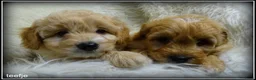 Maltipoo honden te koop: Maltipoo F1b pups - Advertentie 2