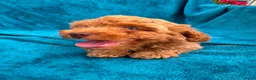 Poedel Toy honden te koop: toy poedel pups rood - Advertentie 8