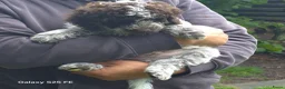 Lagotto Romagnolo honden te koop: Italiaanse waterpuppy's - Advertentie 21