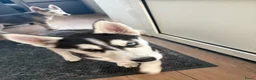 Kruising honden te koop: Nog maar 2 Husky pups - Advertentie 7