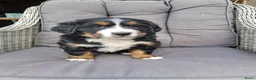 Berner Sennenhond honden te koop: Kruising berner sennen x boulab - Advertentie 4
