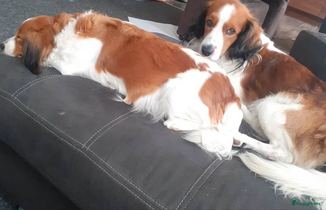 Kooikerhondje honden te koop: Schitterende kooikerpups - Advertentie 1