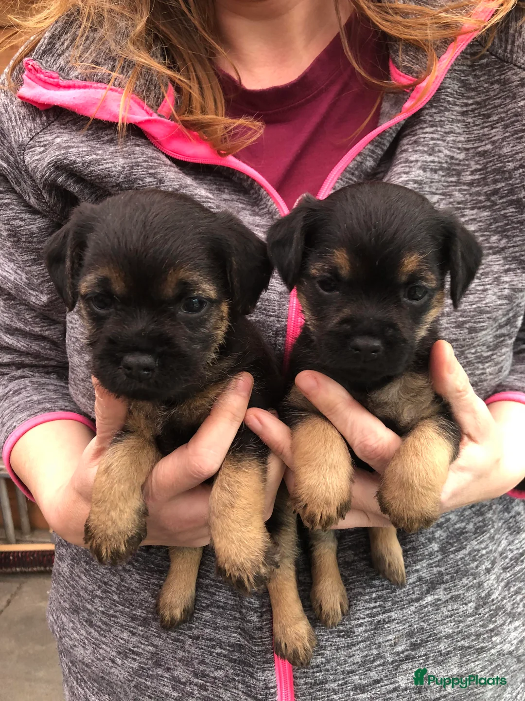 Border Terriër honden ter dekking: Border Terrier Dekreu!  06 41290018 in Losser - Advertentie 11