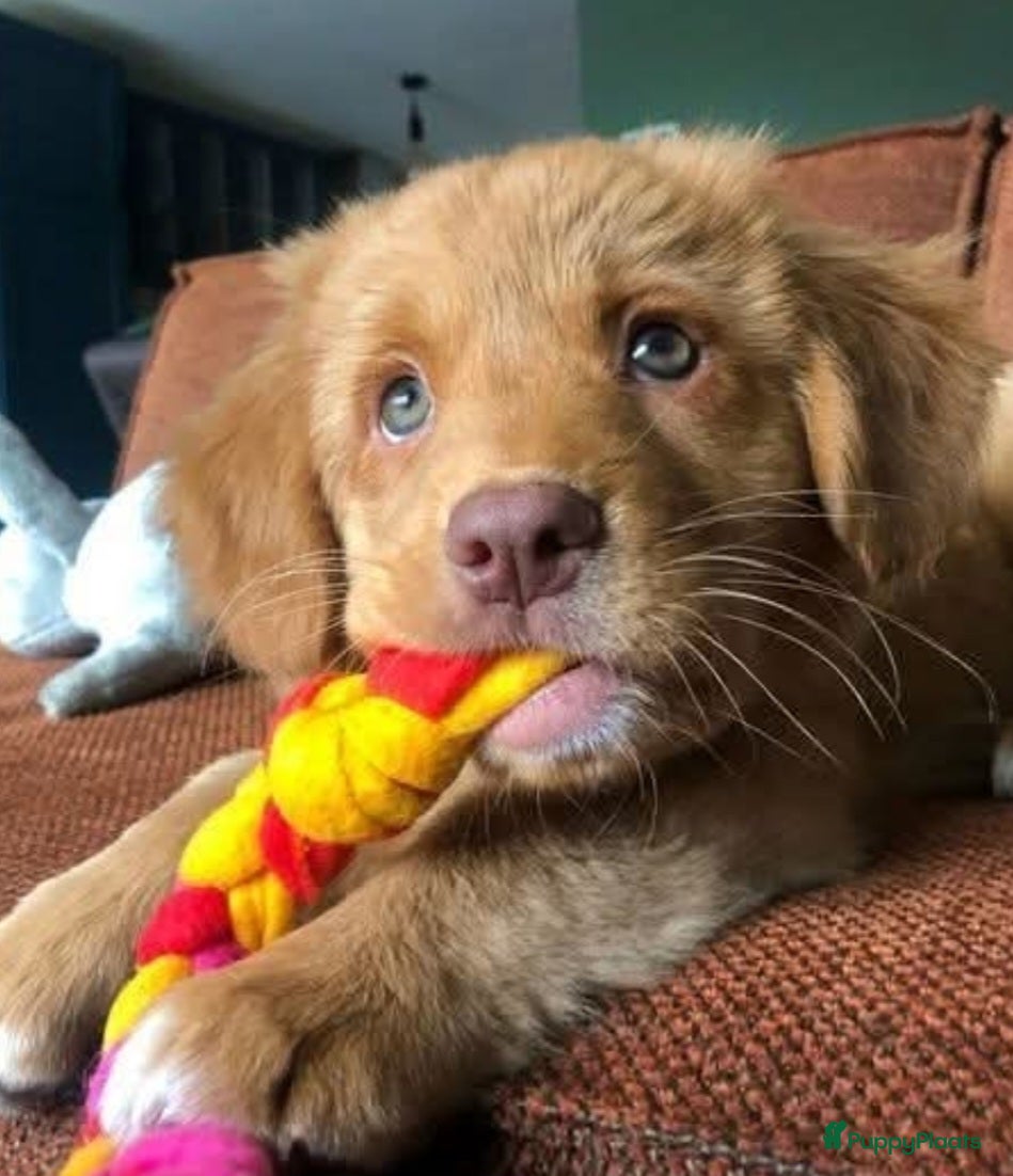 Nova Scotia Duck Tolling Retriever honden Nova scotia duck tolling retriever pups verwacht - Advertentie 2
