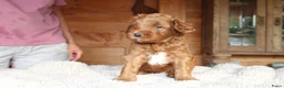 Australian Labradoodle honden te koop: Prachtige Australian Labradoodle pups in Velp - Advertentie 11