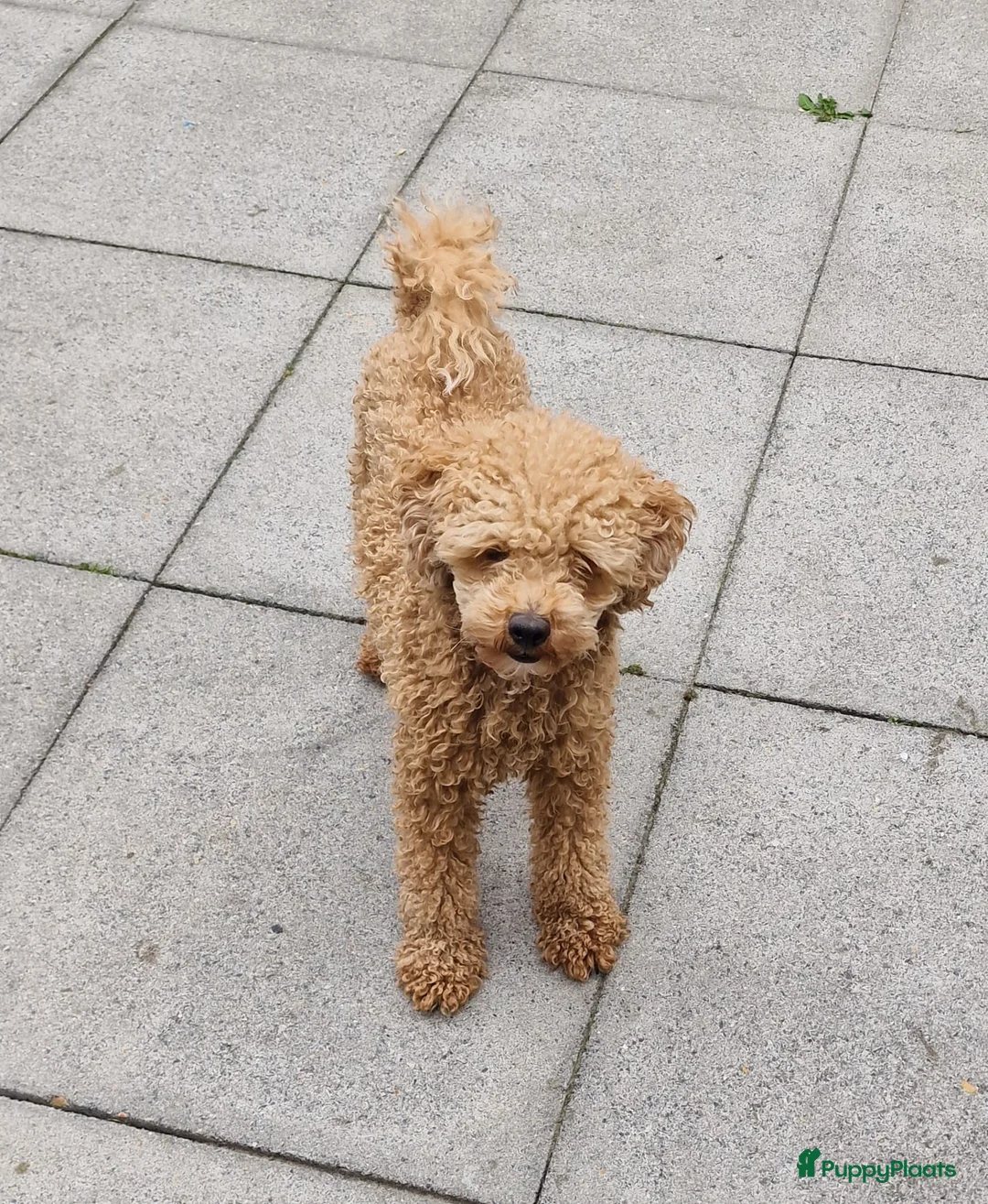 Poedel Toy honden ter dekking: Dekreu beschikbaar: Toy Poedel met FCI stamboom  - Advertentie 2