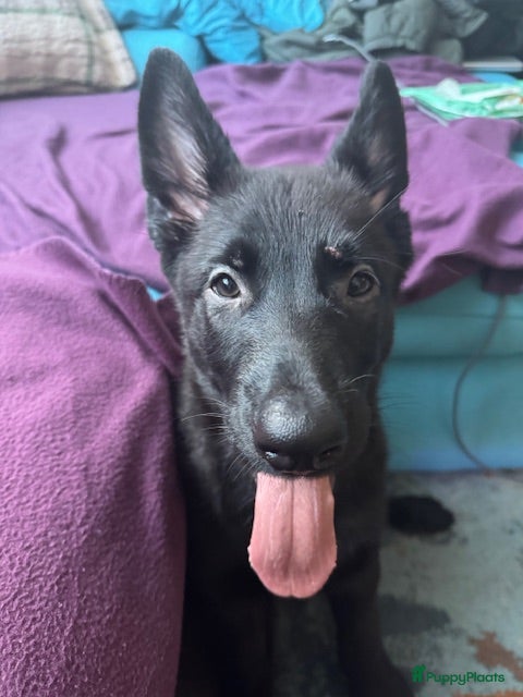 Duitse Herder honden 3 male Veo shephers  - Advertentie 2