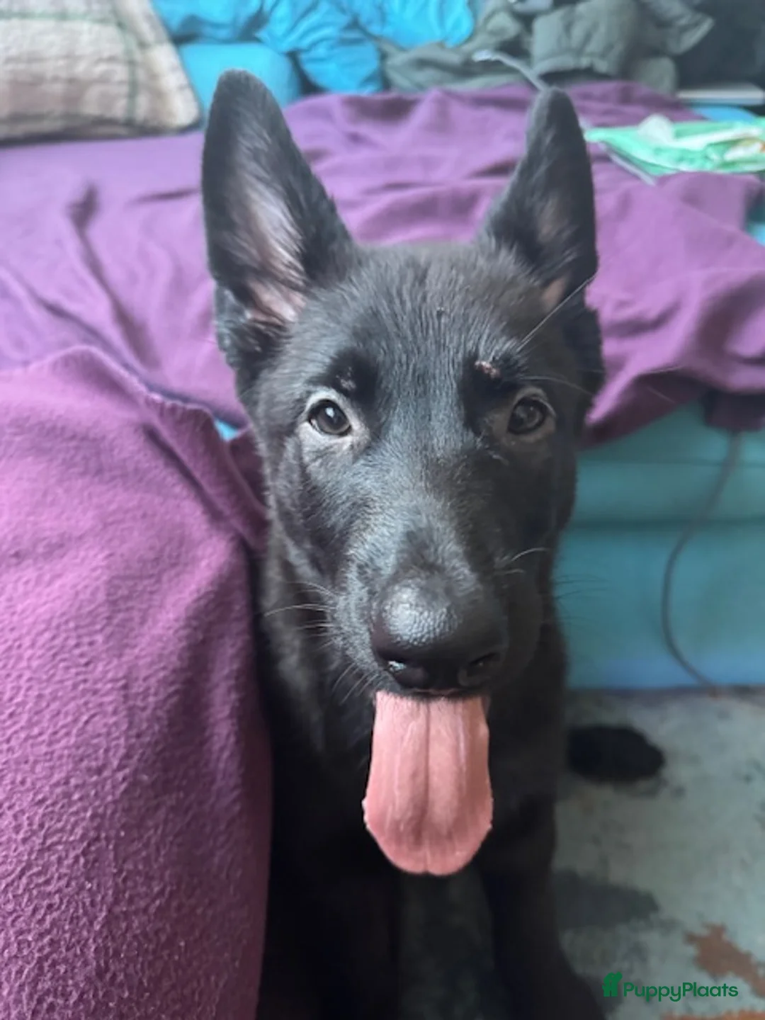 Duitse Herder honden te koop: 3 male Veo shephers  - Advertentie 2