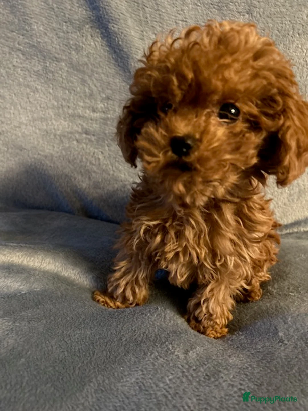 Poedel Toy honden te koop: Mooie roodkleurige Toy poedel pup te koop. - Advertentie 2