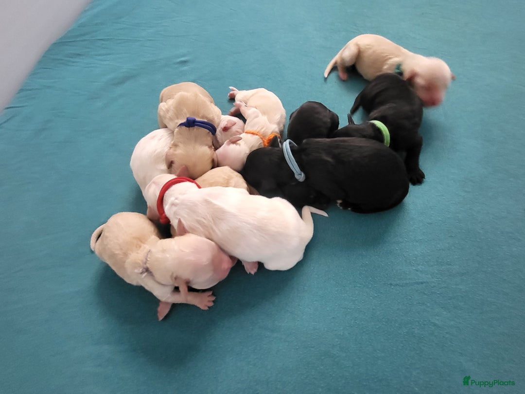 Barbet honden te koop: Prachtige barbet puppy's in Den Ham - Afbeelding 8