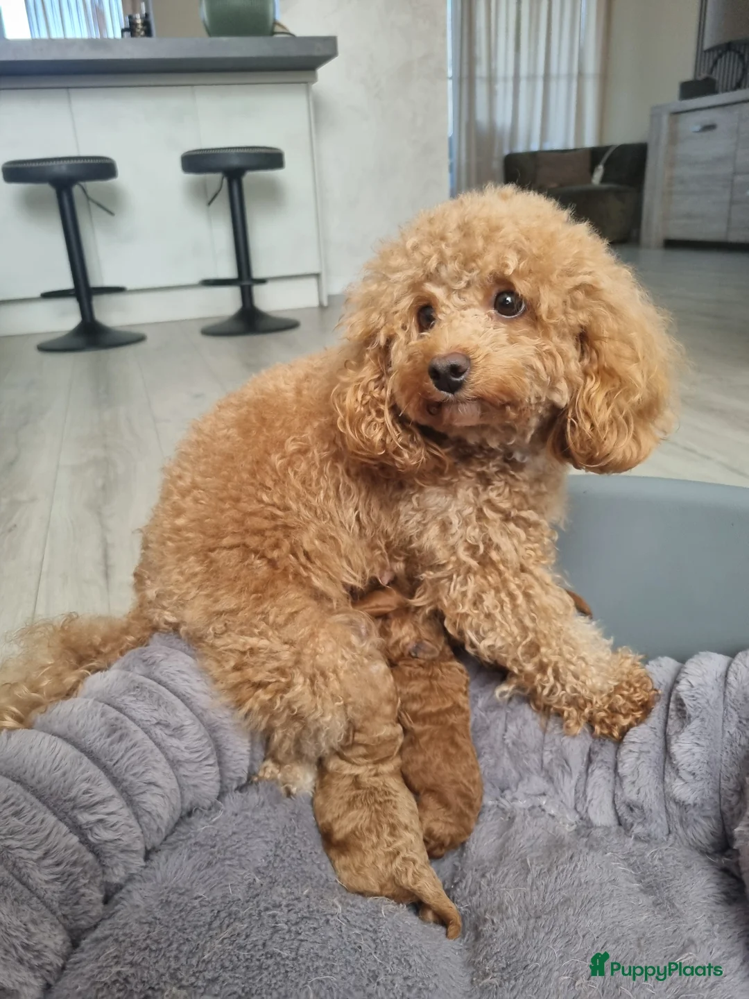 Poedel Toy honden te koop: Toy poedel pups - Advertentie 1