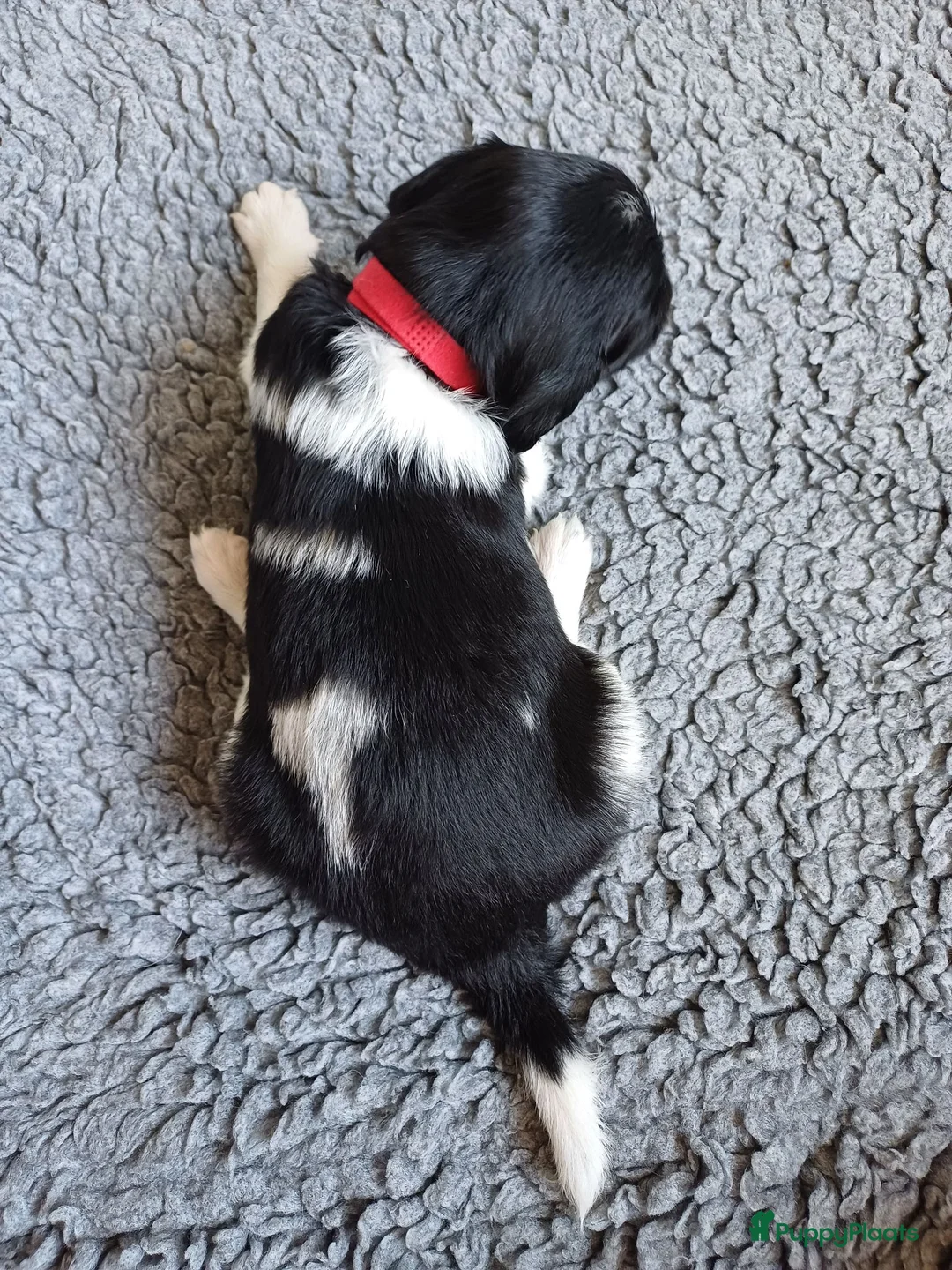 Friese Stabij honden te koop: Friese Stabij puppy's te koop - Advertentie 21