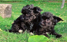 Kruising honden te koop: Orginele Amerikaanse Toy Papipoo  - Advertentie 11