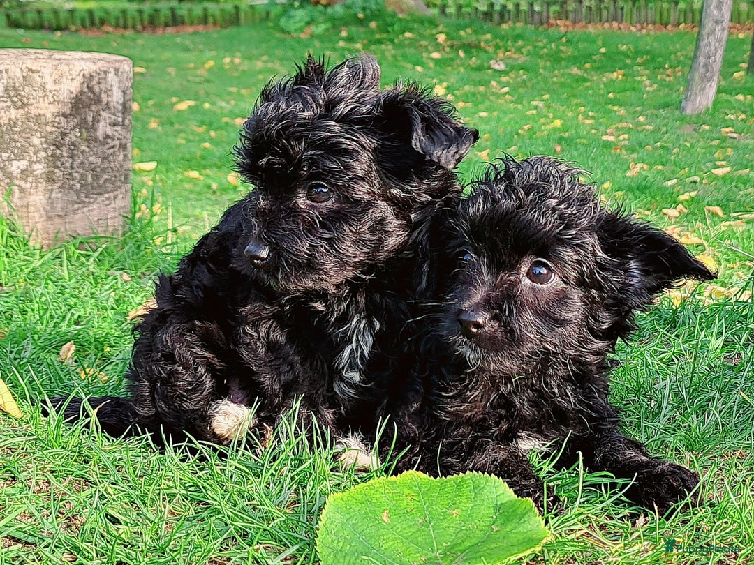 Kruising honden te koop: Laatste teefje: Orginele Amerikaanse Toy Papipoo  - Advertentie 11