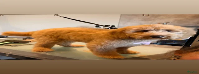 Simba