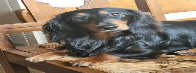 Guus