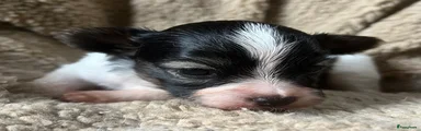 Vlinderhondje Puppy 4
