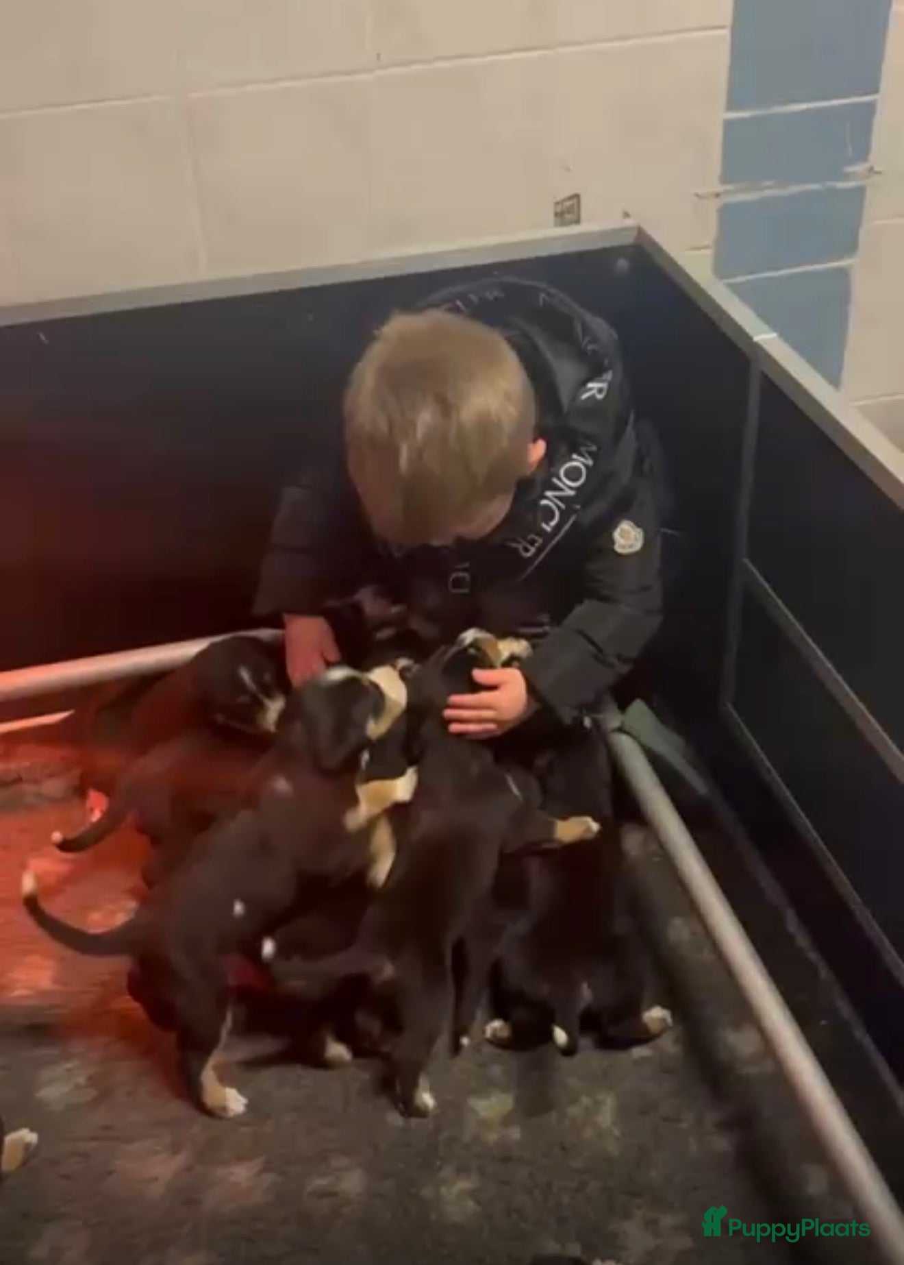 Grote Zwitserse Sennenhond honden Mooie Grote Zwitserse Sennen pups van onze Suus - Advertentie 2