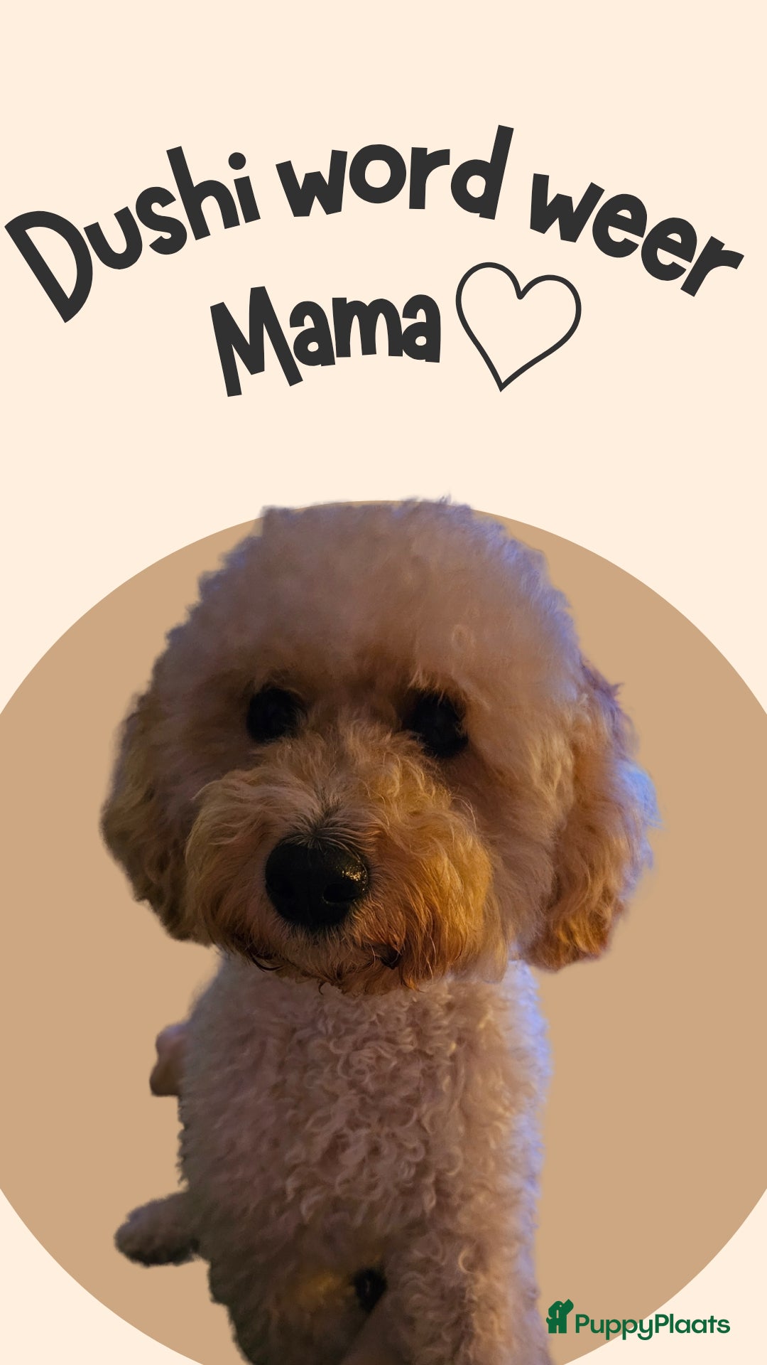 Labradoodle honden te koop: Mini Labradoodle pups. ALLEMAAL GERESERVEERD  - Advertentie 2