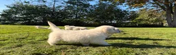 Golden Retriever honden te koop: Prachtig nestje Golden Retrievers aangeboden - Advertentie 11