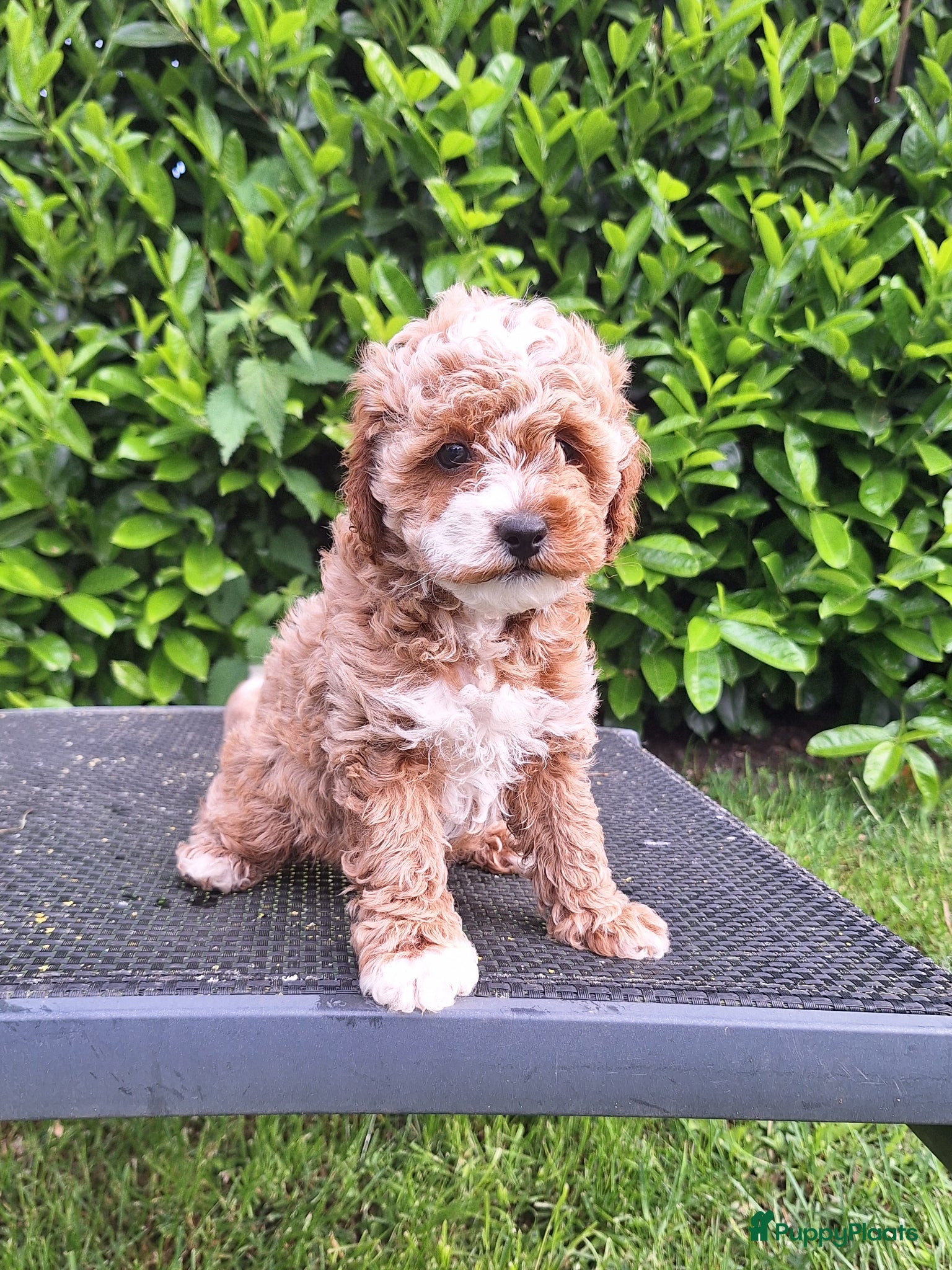 Maltipoo honden te koop: Schattige maltipoo pups zoeken een vijf ️⭐️huisje! - Advertentie 1