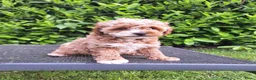 Maltipoo honden te koop: Schattige maltipoo pups zoeken een vijf ️⭐️huisje! - Advertentie 1