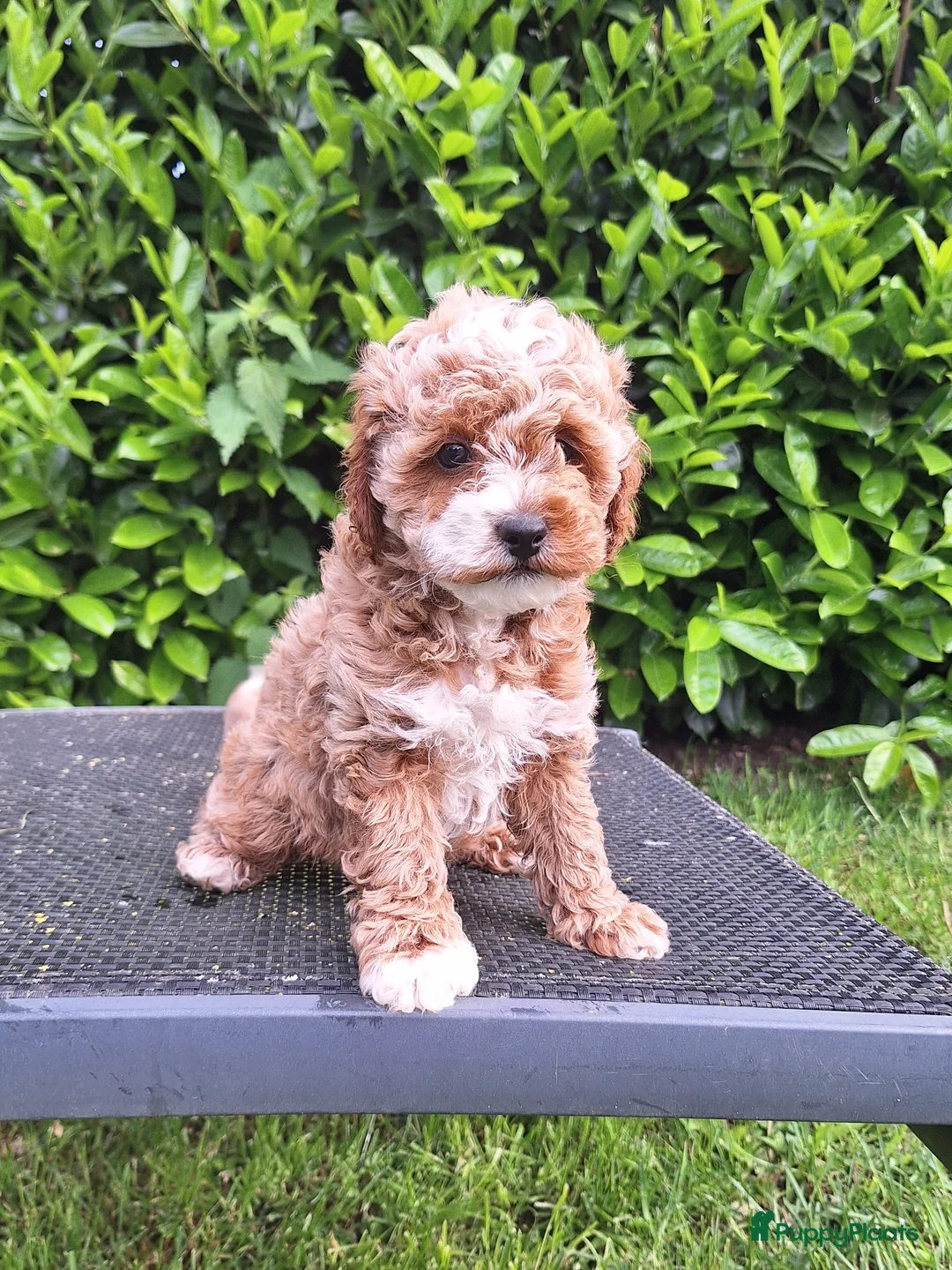 Maltipoo honden te koop: Schattige maltipoo pups zoeken een vijf ️⭐️huisje! - Advertentie 1