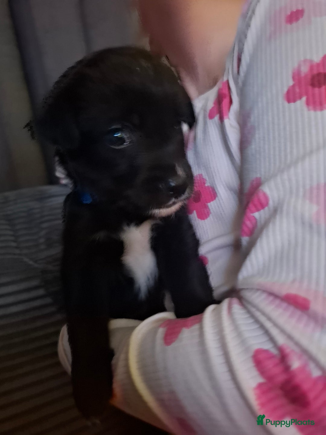 Kruising honden te koop: Boulab pups - Advertentie 8