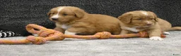 Nova Scotia Duck Tolling Retriever honden te koop: Nova Scotia Duck Tolling Retriever pups # Toller - Advertentie 17