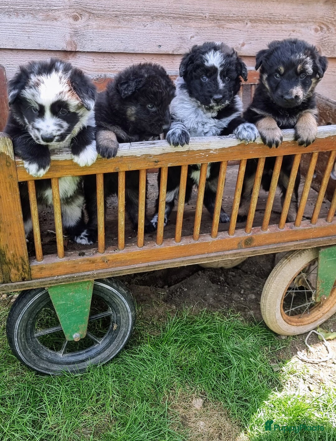 Kruising honden te koop: Prachtige pups Herdermix X Altdeutsche Hütehund  - Afbeelding 1