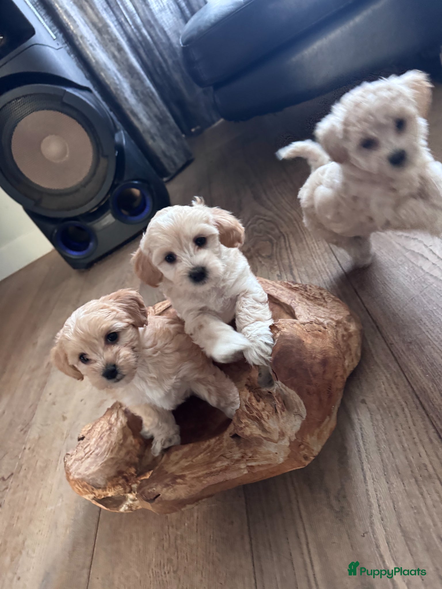 Maltipoo honden Maltipoo pups te koop - Advertentie 2