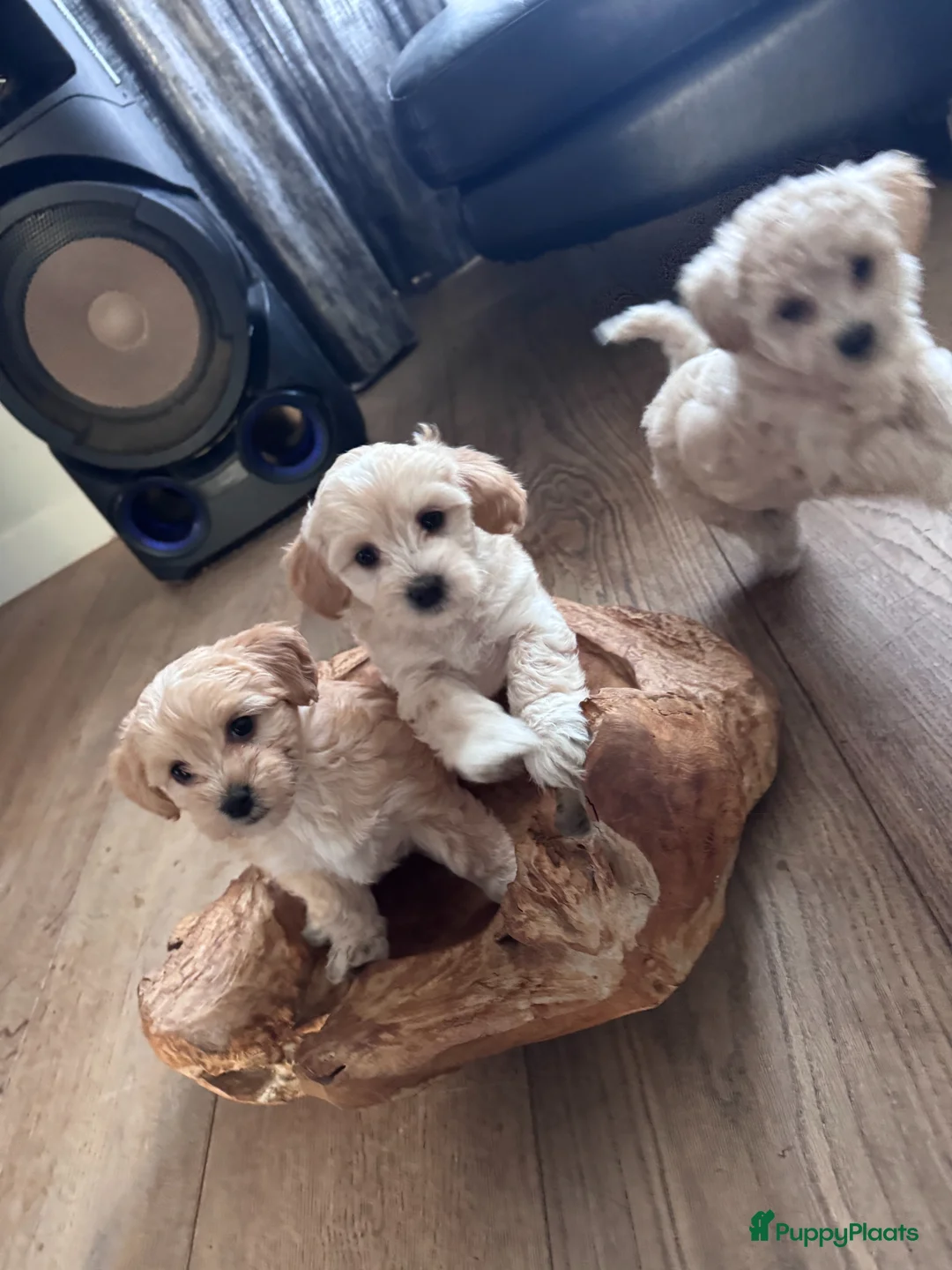 Maltipoo honden te koop: Maltipoo pups te koop - Advertentie 2