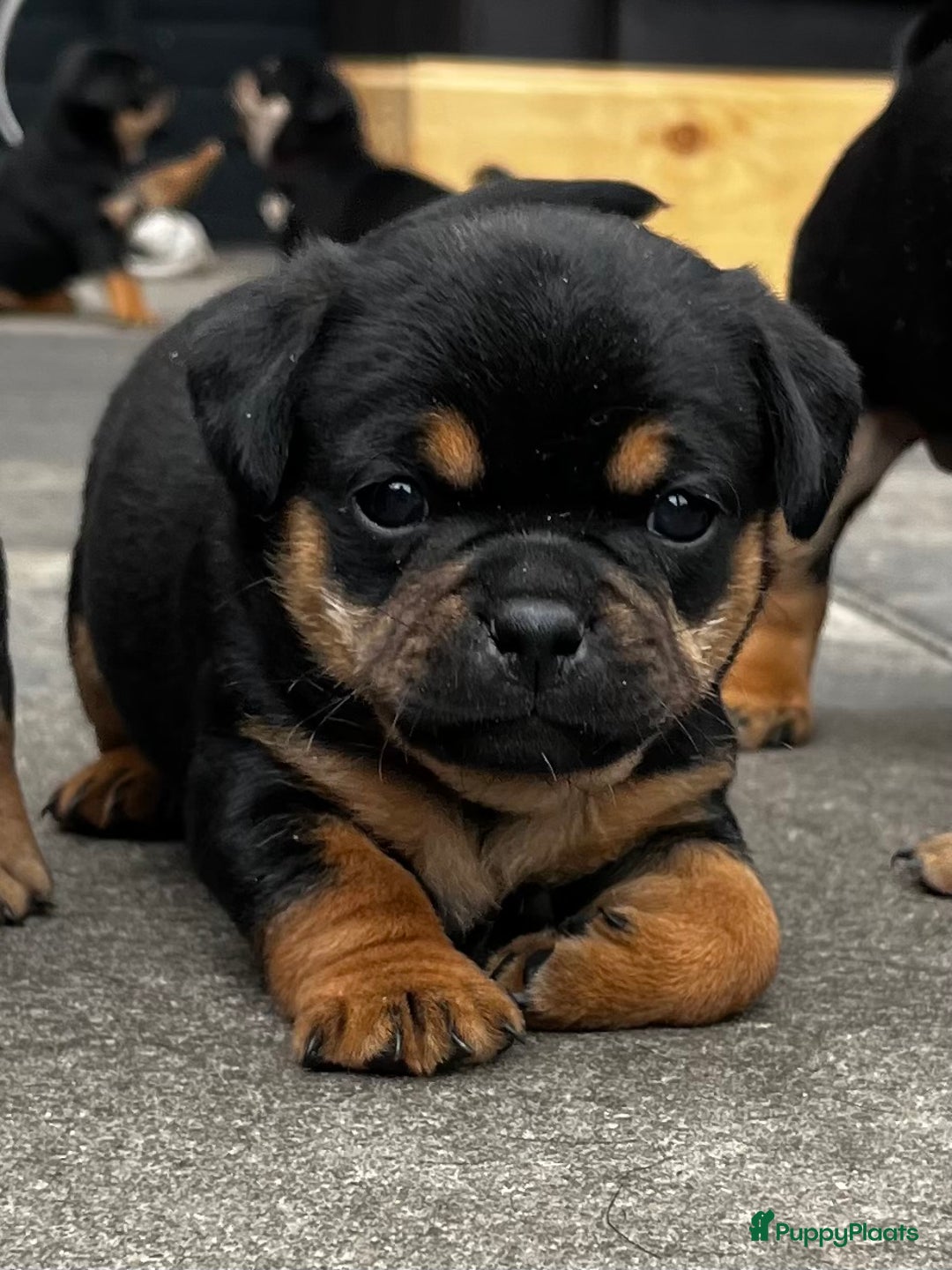 Dwergpinscher honden te koop: Carlin Pinscher Puppy’s te koop - Afbeelding 25