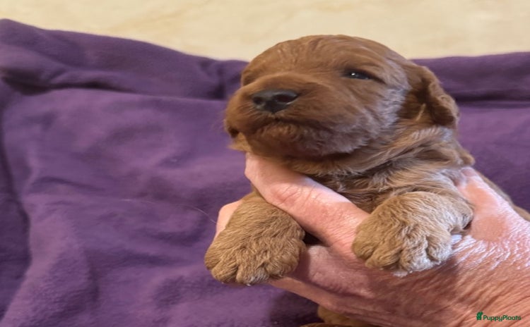 Australian Labradoodle honden - Advertentie 16